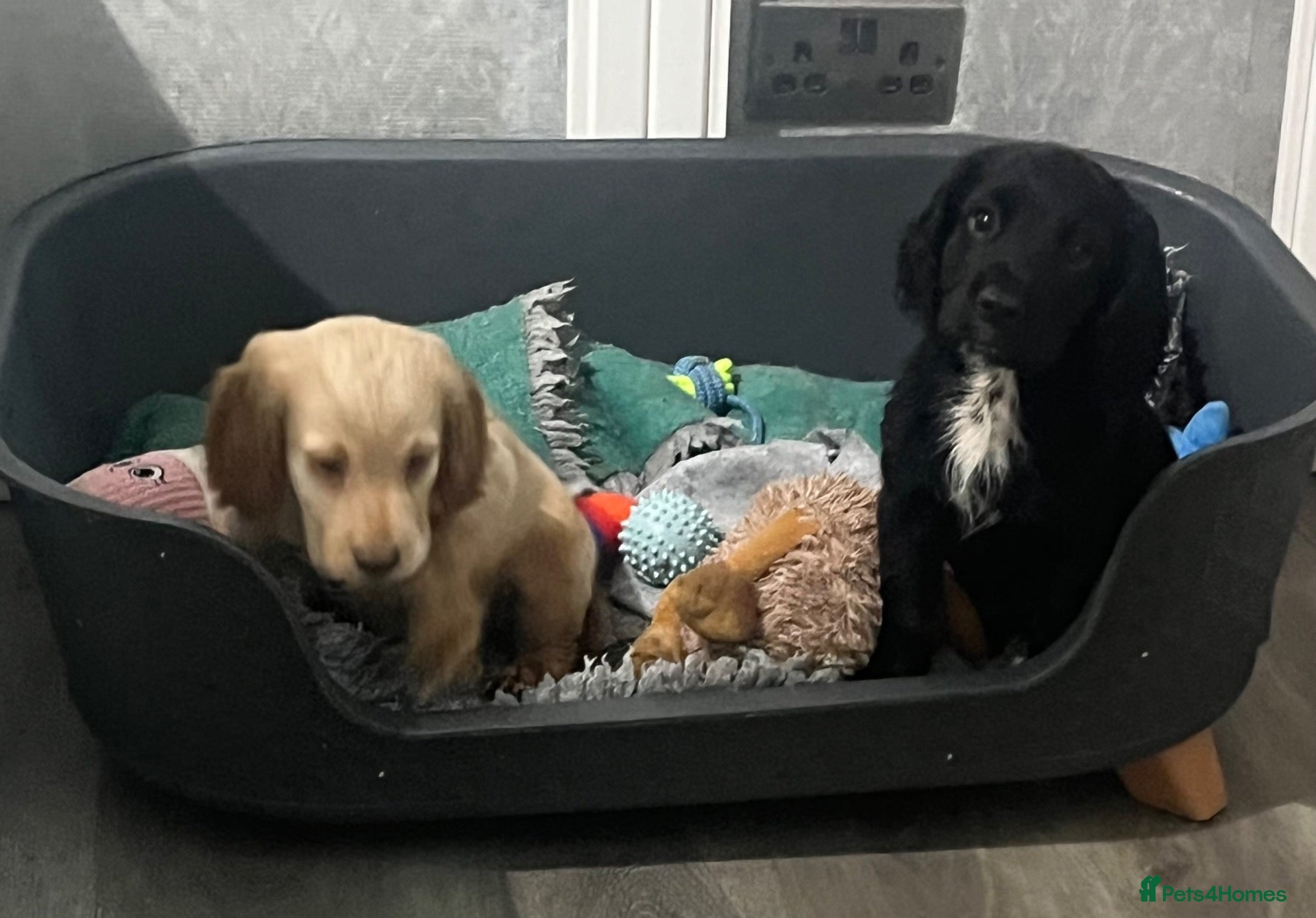 Cocker Spaniel dogs for sale: KC registered working Cocker Spaniel pups  - Advert 1