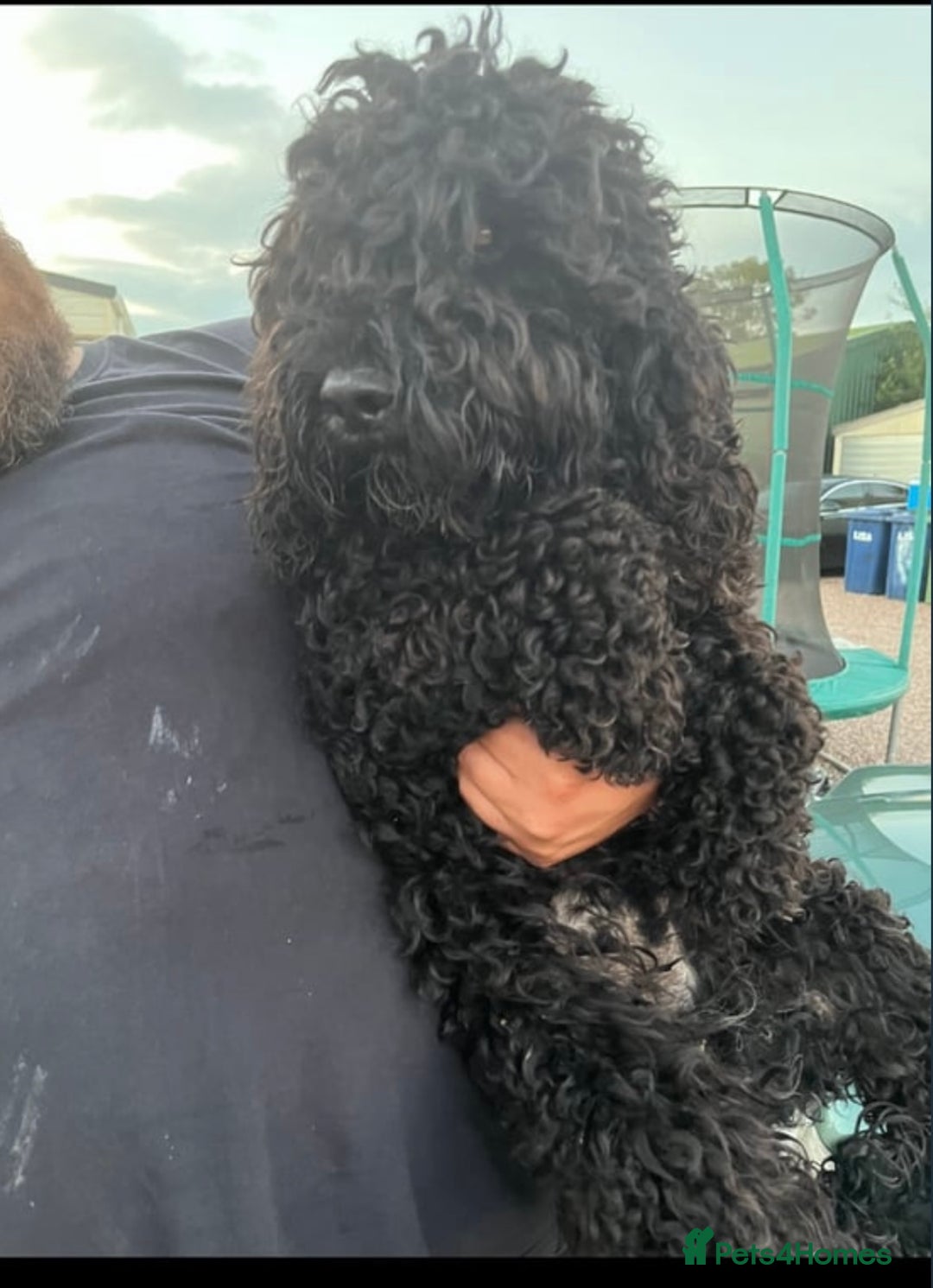 Cockapoo dogs for sale: Cockpoo Puppys  - Image 5