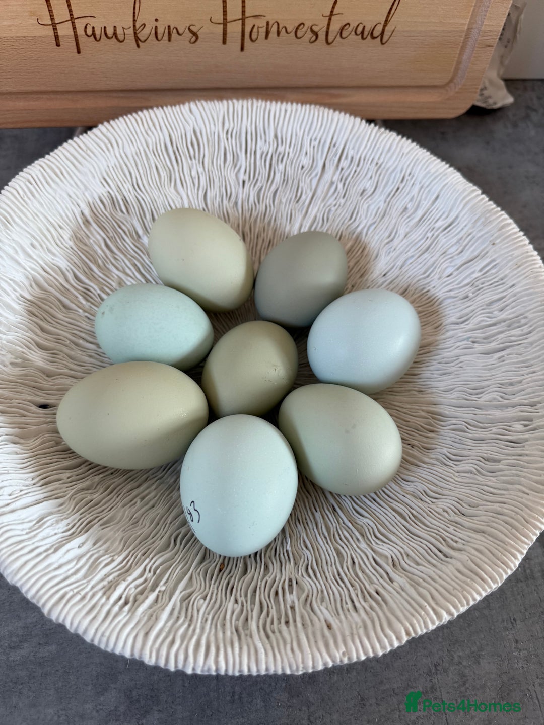 Chickens poultry for sale: Hatching eggs, day old chicks. Opal, silverudd - Advert 7