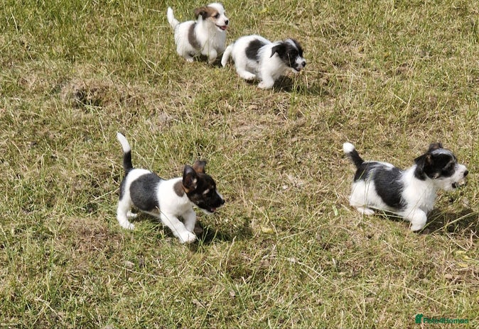 Jack Russell dogs - Advert 9