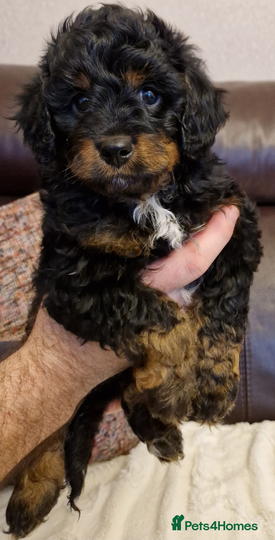 Cavachon dogs for sale: Beautiful Phantom, Sable and Red Cavapoochon Pups - Advert 18