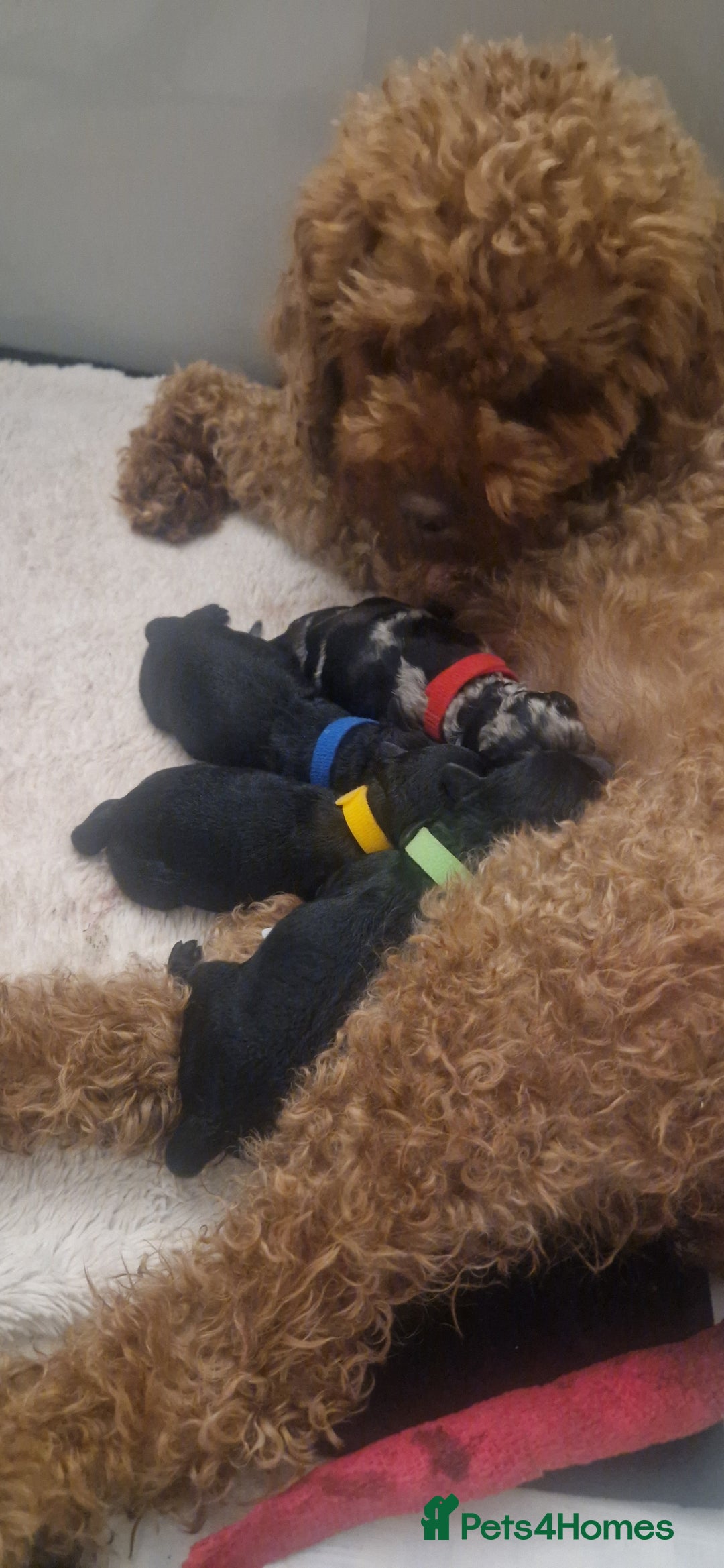 Cavapoo dogs for sale: F1b Cavapoo - Advert 3