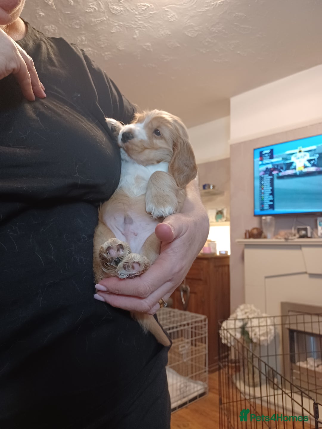 Cocker Spaniel dogs for sale: Golden KC Registered English Show Cocker Spaniels - Advert 18