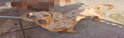 Dachshund dogs for sale: Dapple Daschund puppies - Advert 25