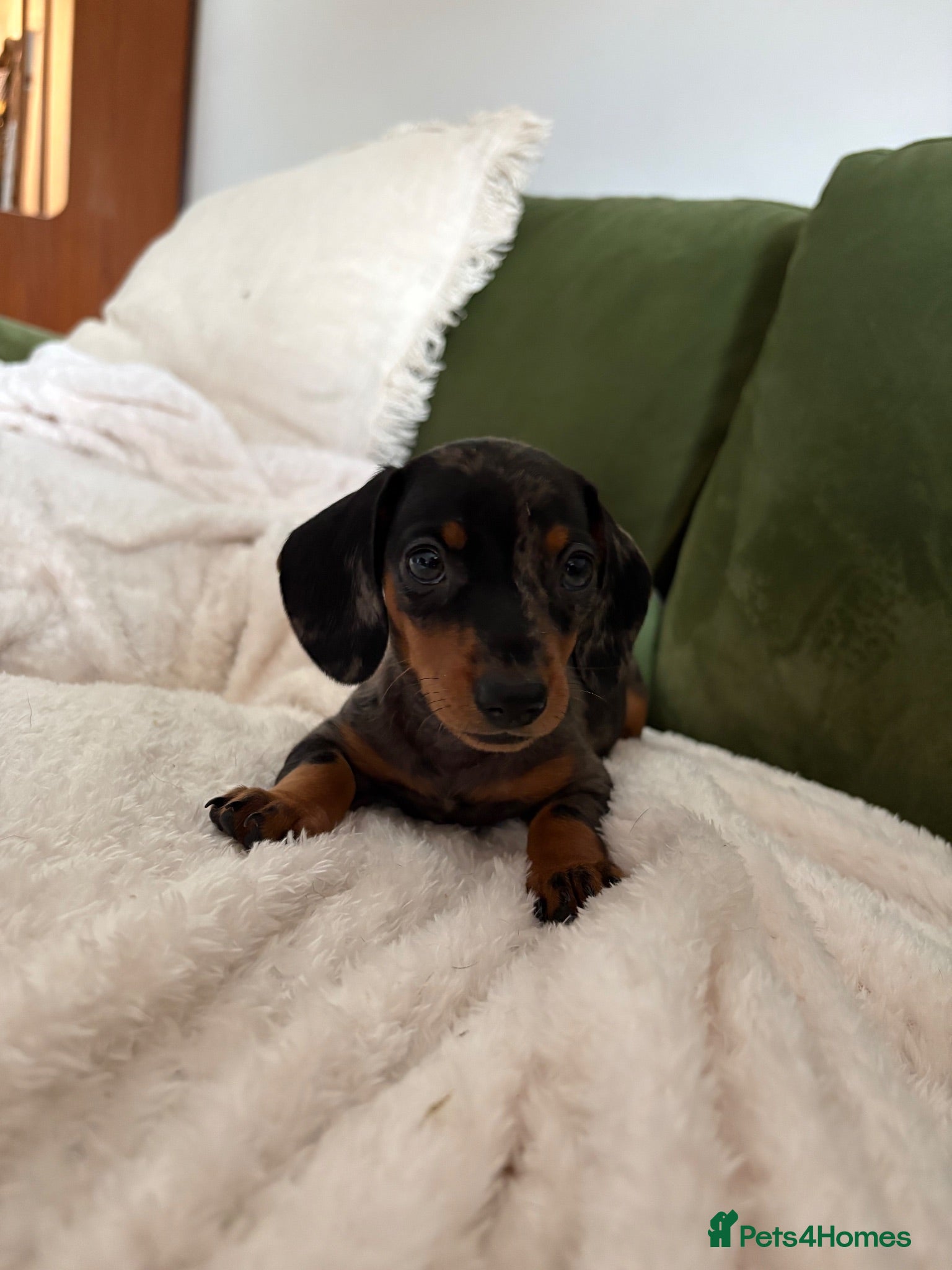 Miniature Dachshund dogs Miniature Dachshund Dapple Puppy For Sale  - Advert 4