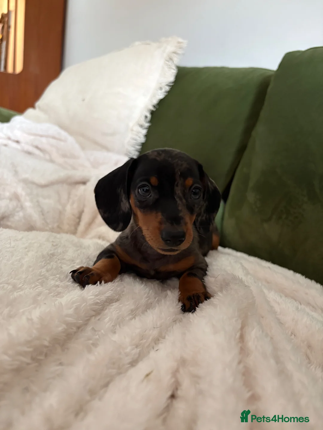 Miniature Dachshund dogs for sale: Miniature Dachshund Dapple Puppy For Sale  - Advert 1