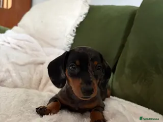Miniature Dachshund dogs Miniature Dachshund Dapple Puppy For Sale - Advert 1