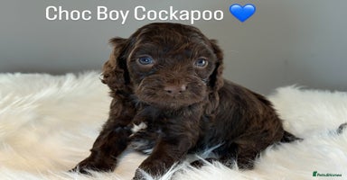 Cockapoo dogs - Advert 15