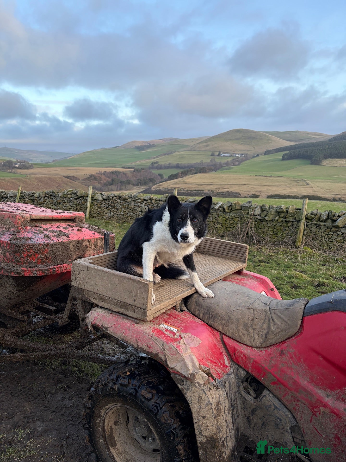 Border Collie dogs Collie pups available - Advert 12