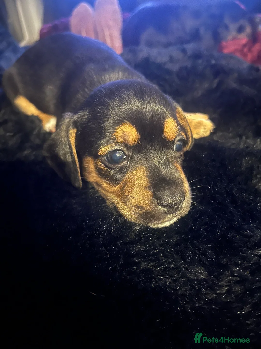 Mixed Breed dogs for sale: 8 Puppies for sale!  - Advert 1