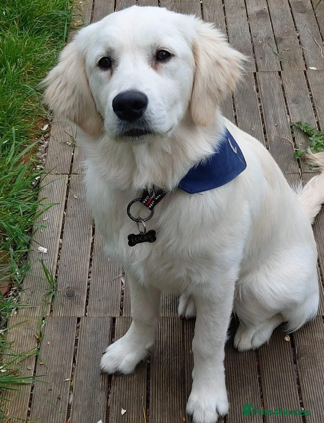 Golden Retriever dogs for stud:   ICT CLEAR Proven Golden Retriever for stud in Manchester - Advert 33