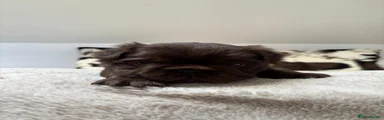 French Bulldog Puppy 1