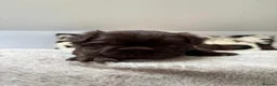 French Bulldog dogs for sale: 3 KC Registered Fluffy  **  French bulldogs - Advert 6