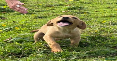 Labrador Retriever dogs in Lanark - Advert 7