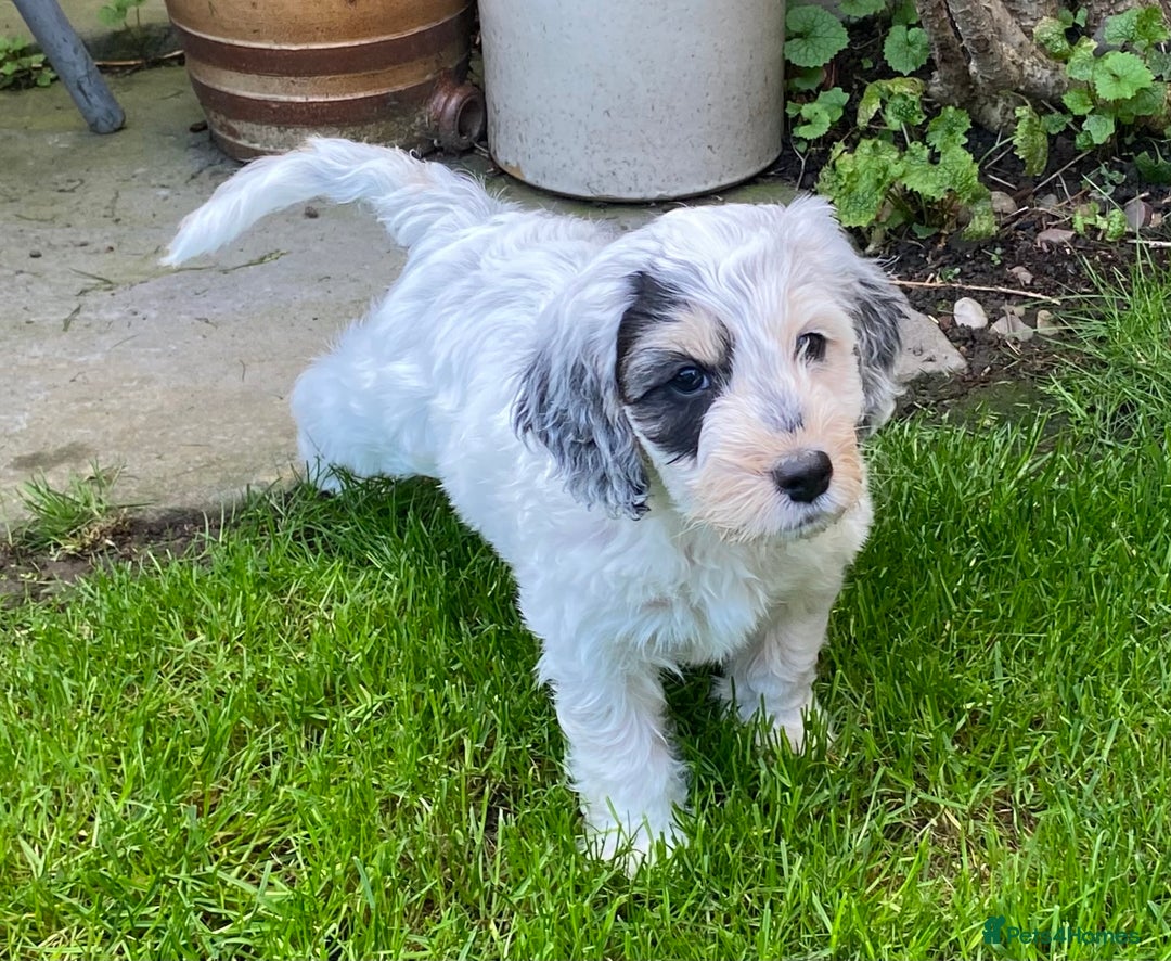 Cockapoo dogs for sale: Beautiful cockapoo puppy’s  - Image 7
