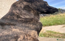 Mixed Breed dogs for sale: One puppy left, Cane Corso X Japanese Akita - Image 7