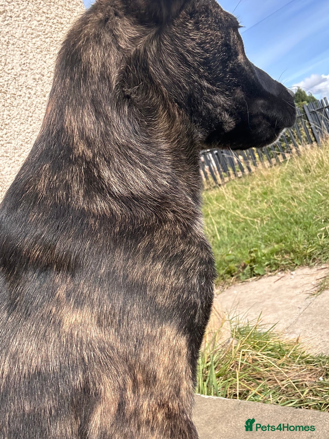Mixed Breed dogs for sale: One puppy left, Cane Corso X Japanese Akita - Image 7