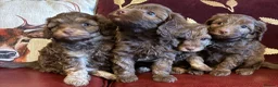 Cavapoo dogs for sale: Extensively health tested Cavapoo Pups - Advert 6