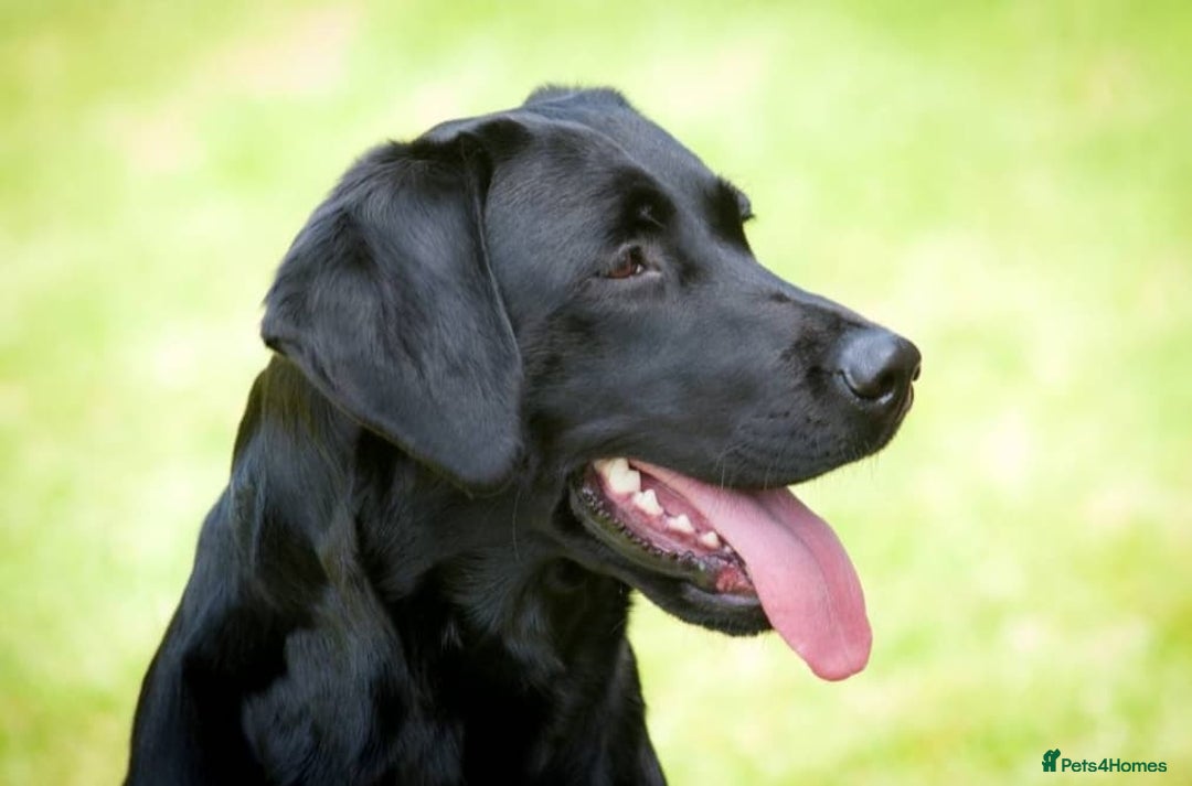 Labrador Retriever dogs for sale: Black Labrador Puppies  - Image 11