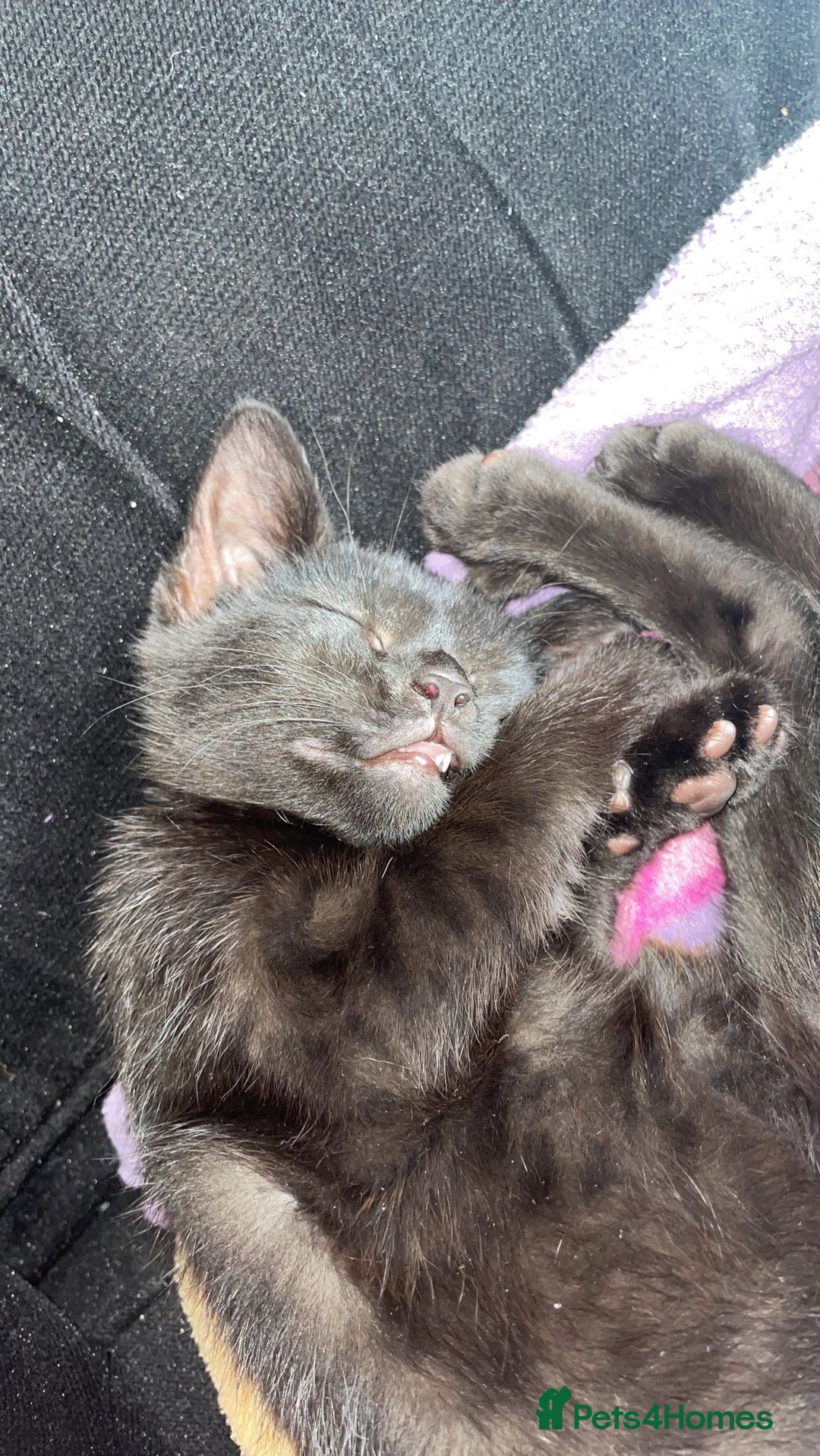 Mixed Breed cats for sale: 2 cats for sale  - Advert 7