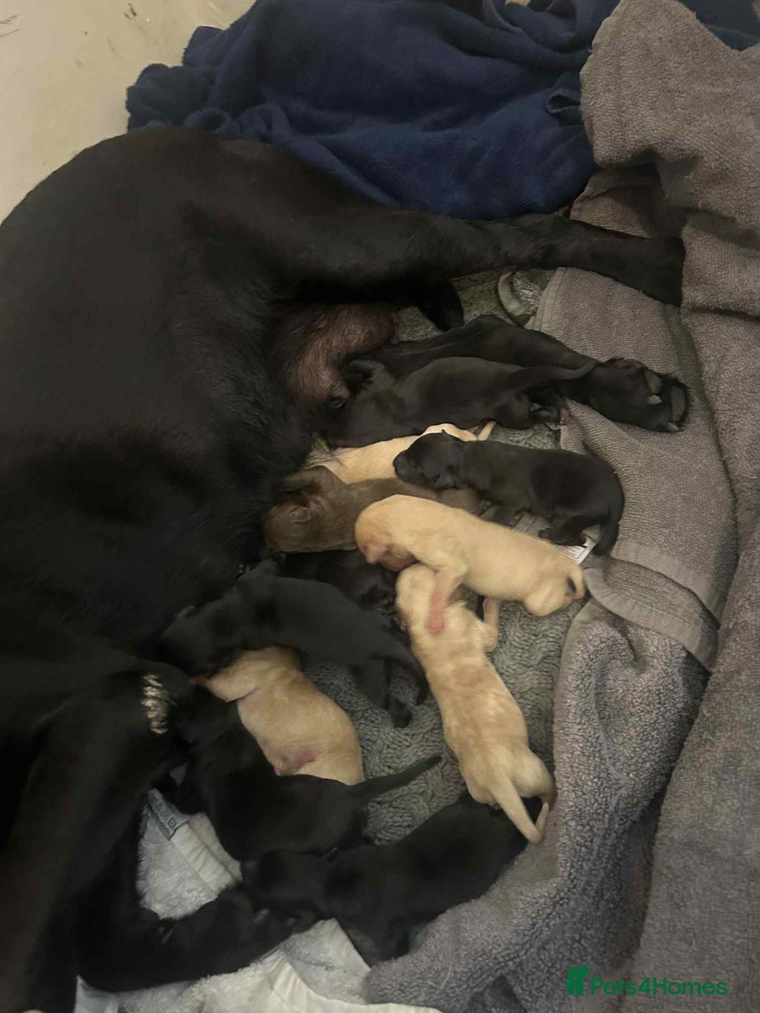 Labrador Retriever dogs for sale: Labrador puppies  - Image 13