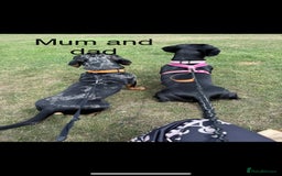 Mixed Breed dogs for sale: Adorable Daschund x spaniel pups  - Advert 4