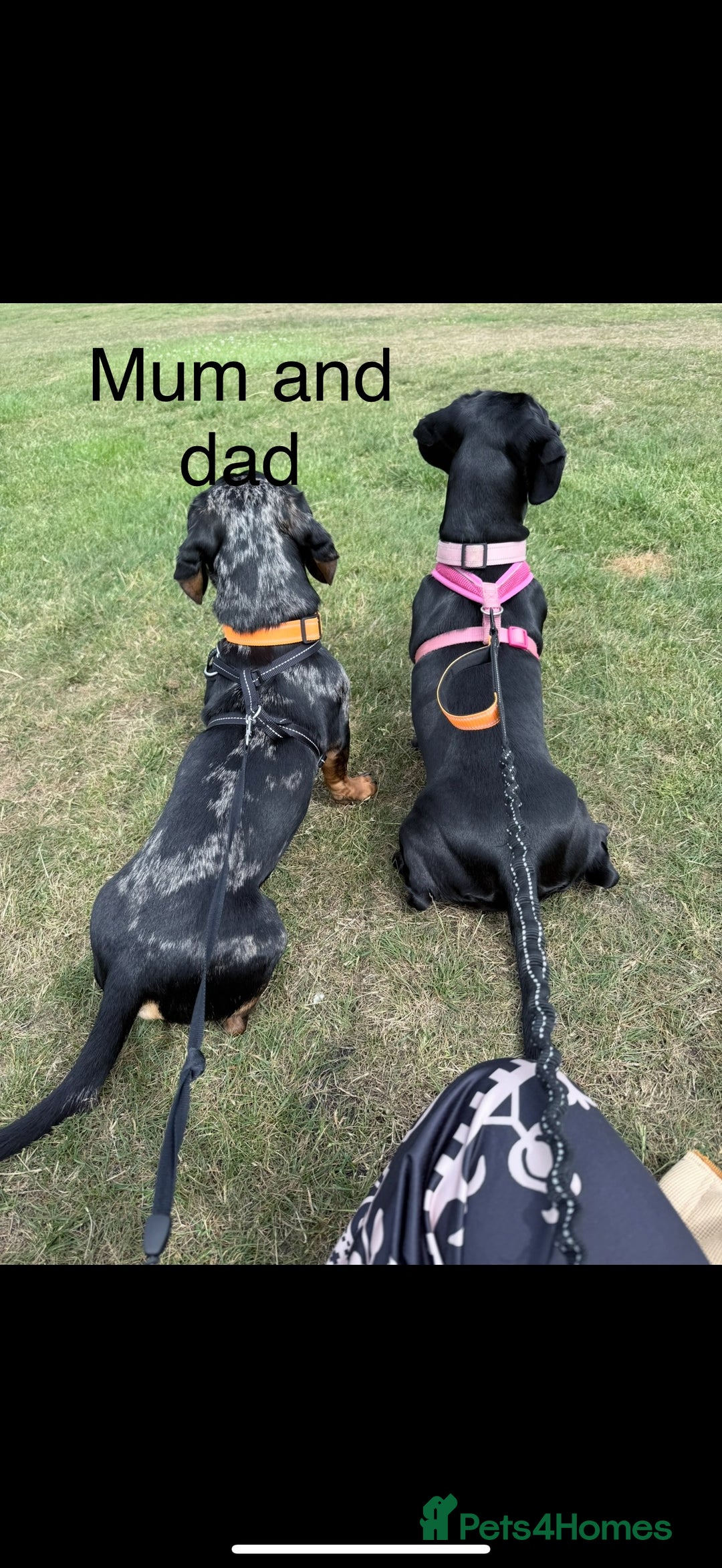 Mixed Breed dogs for sale: Adorable Daschund x spaniel pups  - Advert 4