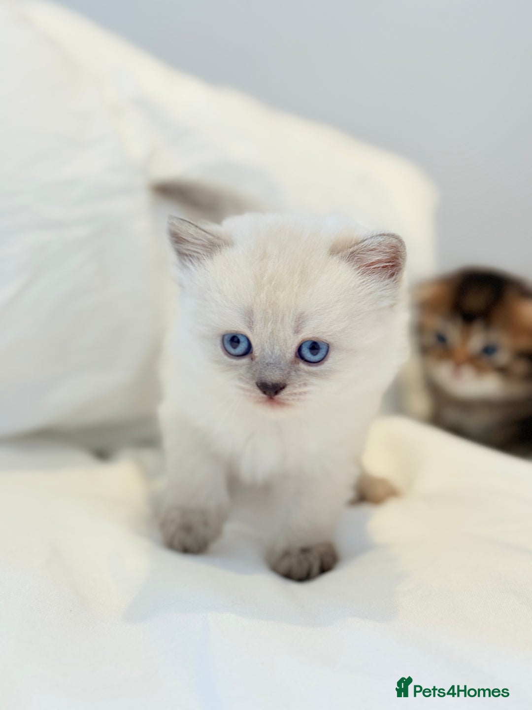 Scottish Fold cats for sale: Half Scottish half British short hair  in London - Image 22