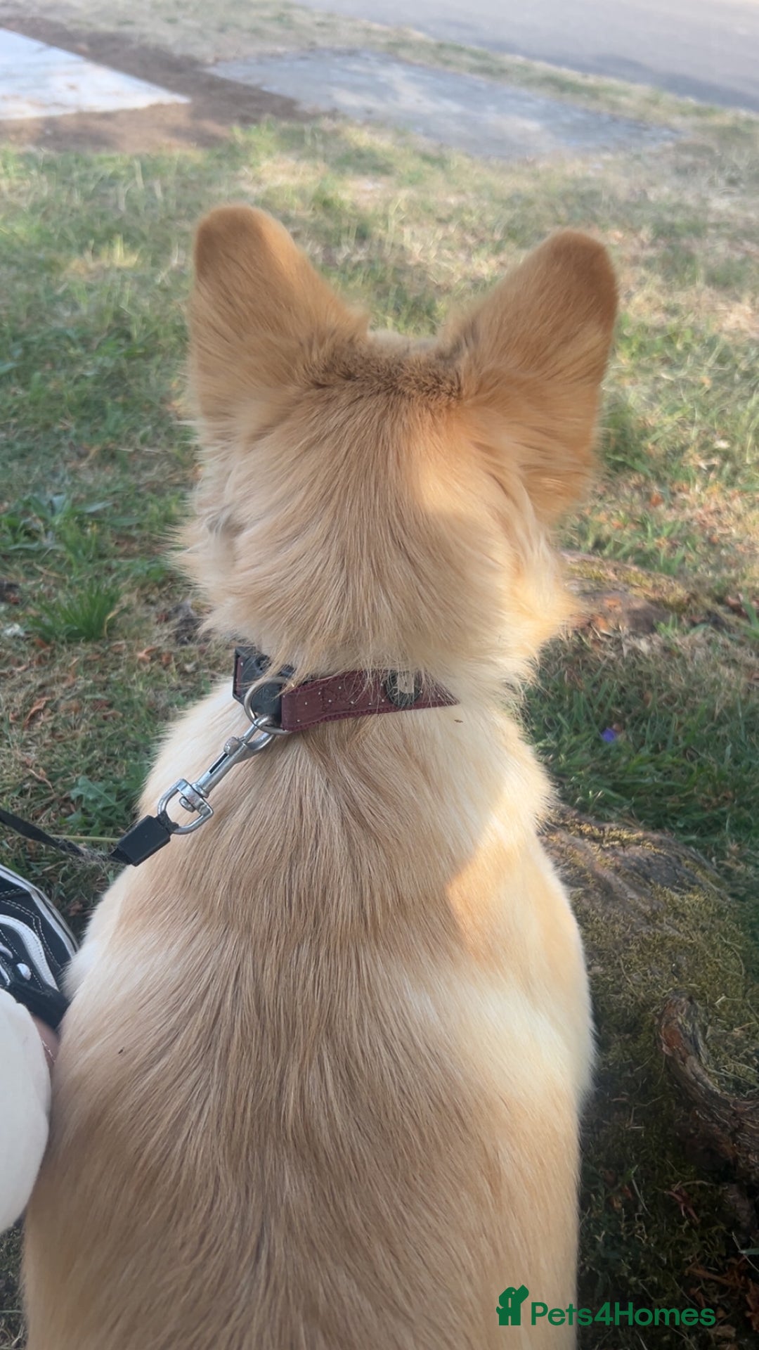 Mixed Breed dogs for sale: Rehome - Advert 1