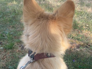 Mixed Breed dogs Rehome - Advert 2