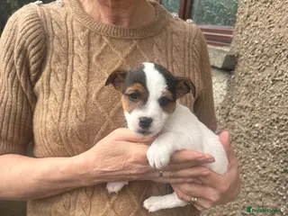 Jack Russell dogs Jack Russell puppies for sale - Advert 6