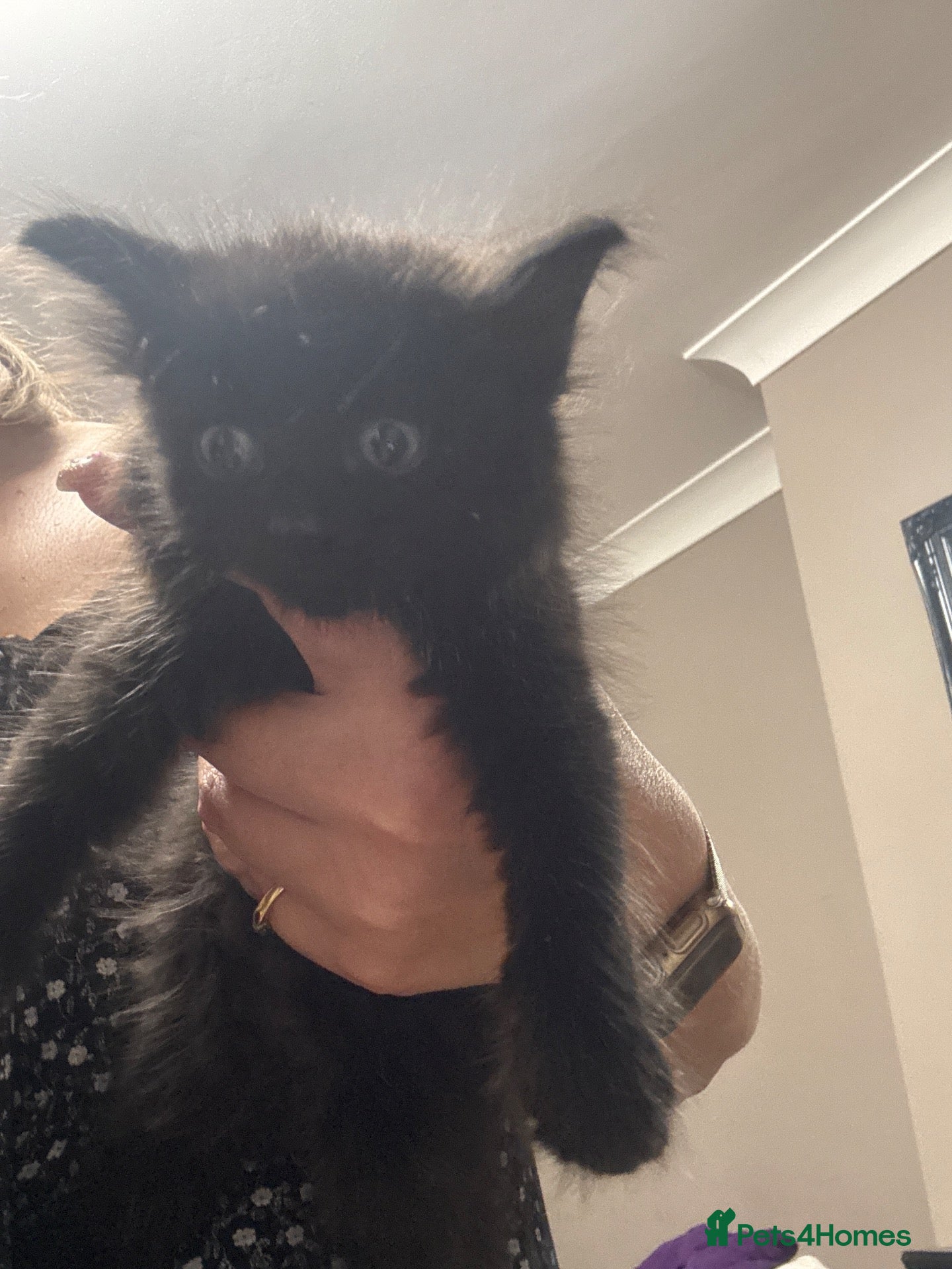 Mixed Breed cats Gorgeous black kittens  - Advert 2