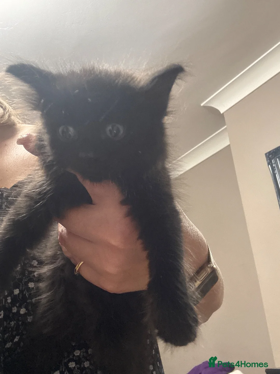 Mixed Breed cats for sale: Gorgeous black kittens  - Advert 2
