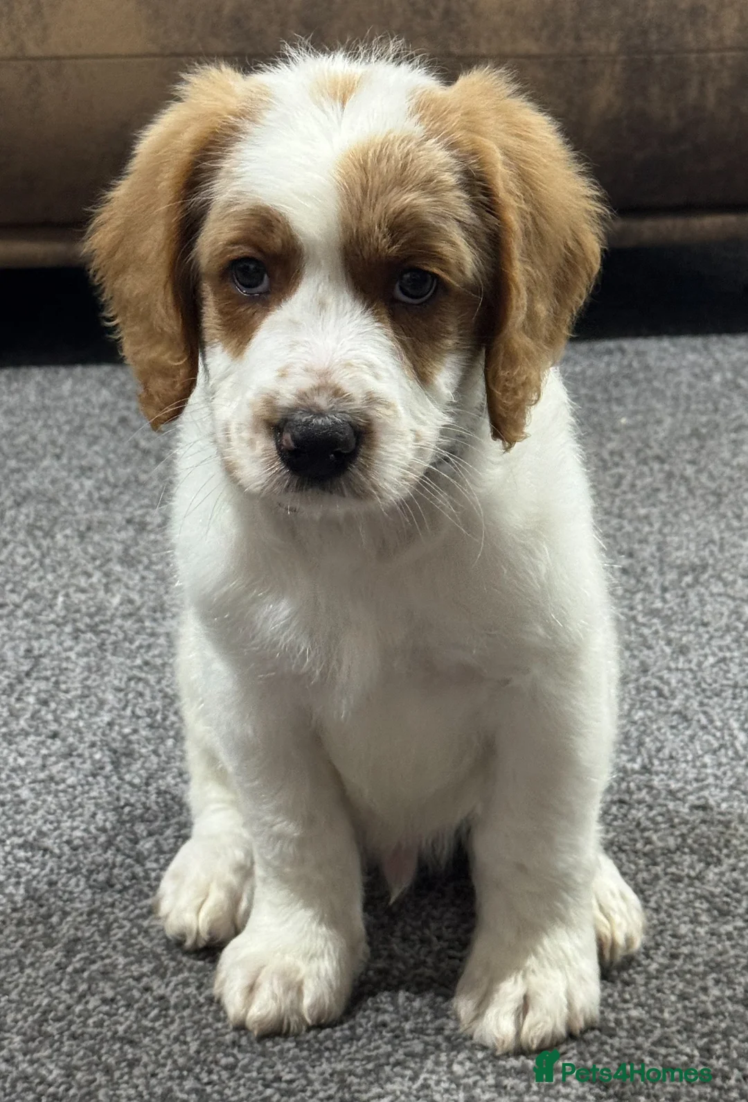 Australian Labradoodle dogs for sale: Multi-Gen Australian Labradoodle Puppies - Advert 34