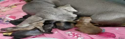 Doxiepoo dogs for sale: Daxiepoo puppies  - Advert 5