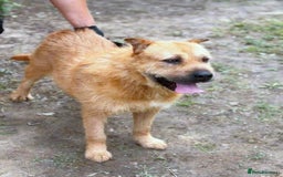 Mixed Breed dogs for adoption: 🐾 Izzy – the snuggle bear with a golden heart 🐾 - Image 7