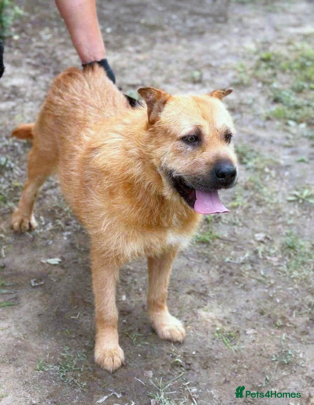Mixed Breed dogs for adoption: 🐾 Izzy – the snuggle bear with a golden heart 🐾 - Image 7