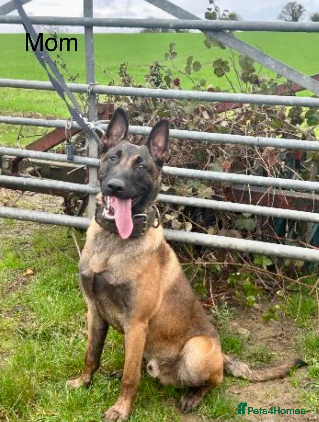 Belgian Shepherd Dog dogs for sale: Semba  - Advert 2