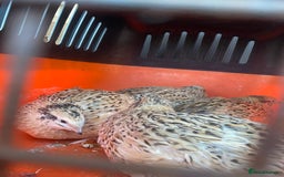 Quail poultry for sale: Quails for rehoming - Image 2