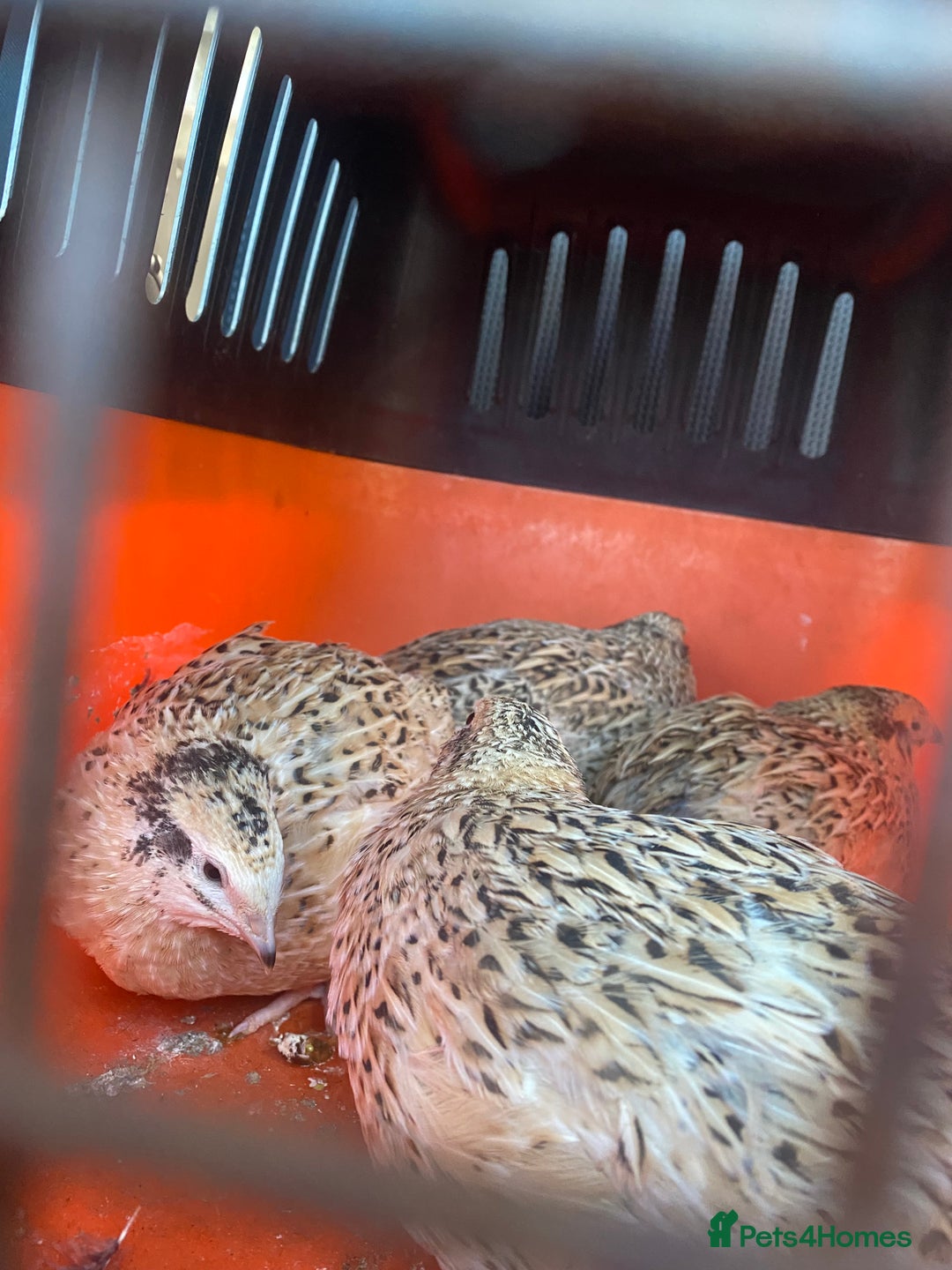 Quail poultry for sale: Quails for rehoming - Image 2