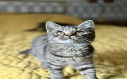 British Shorthair cats for sale: Pure British Shorthair Girls Ready Now! - Image 26