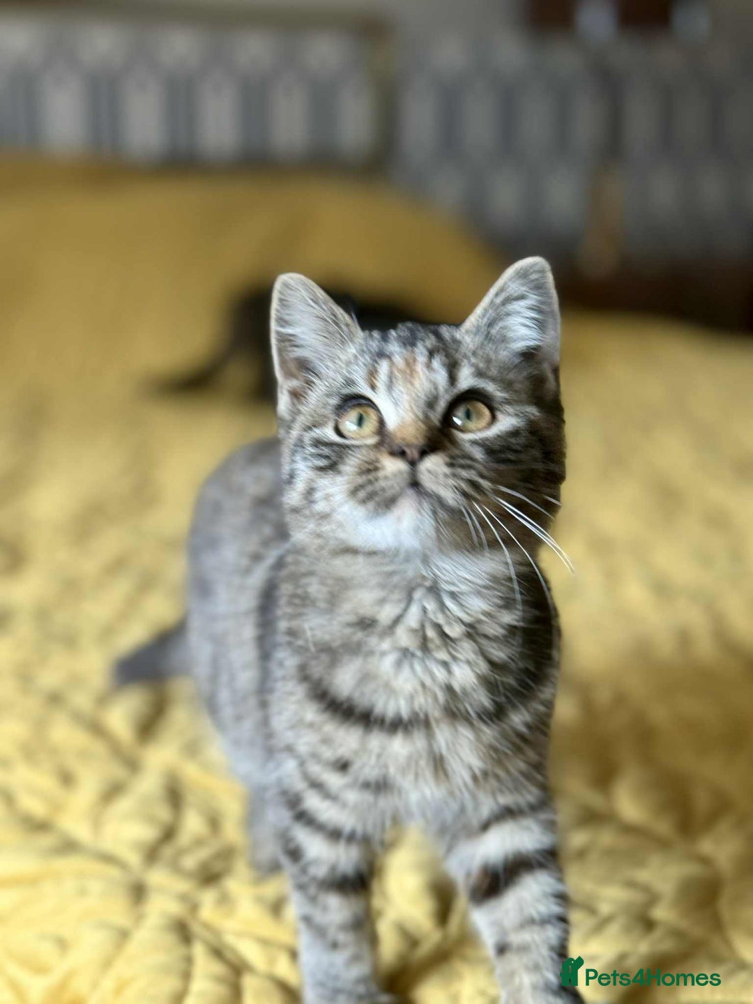 British Shorthair cats for sale: Pure British Shorthair Girls Ready Now! - Image 26