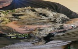 Cockapoo dogs for sale: 8 gorgeous cockapoo puppies - Advert 10