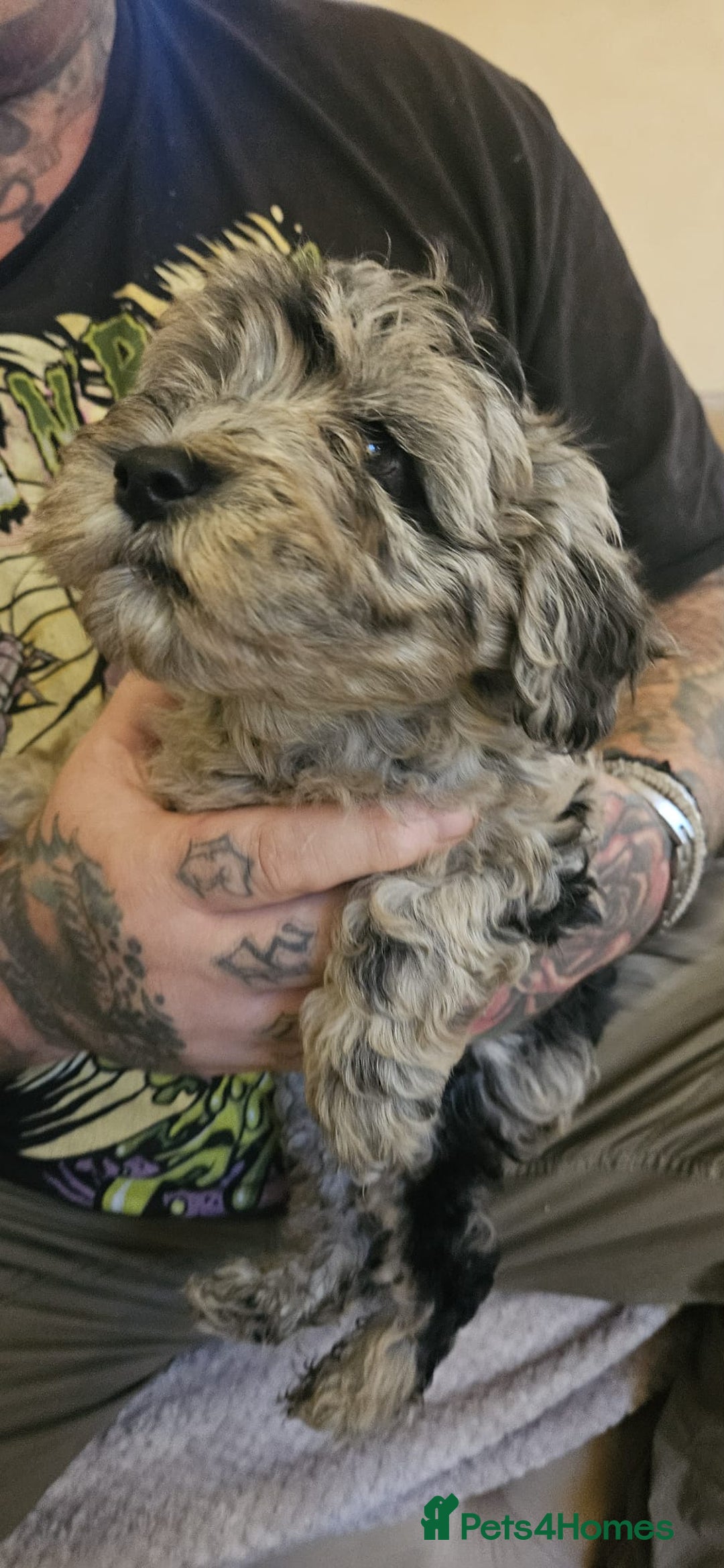 Cockapoo dogs for sale: 8 gorgeous cockapoo puppies - Advert 10