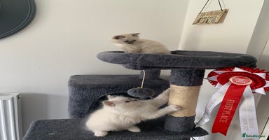 Ragdoll cats - Advert 1