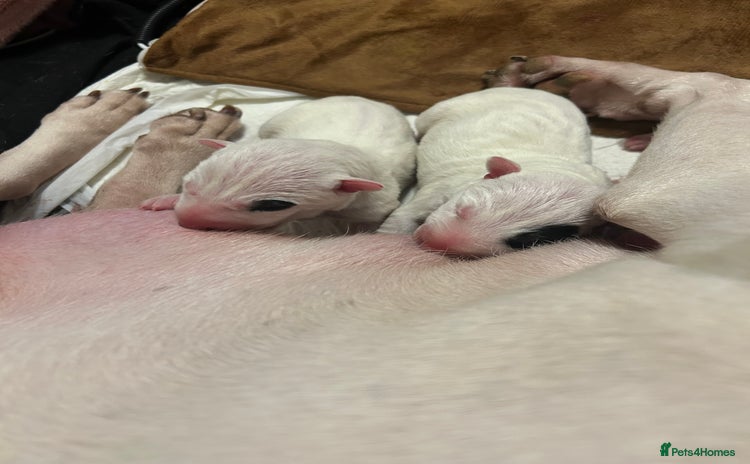 English Bull Terrier dogs - Advert 1