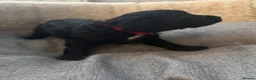 Cocker Spaniel dogs for sale: Beautiful Working Cocker Spaniel Puppies–KC Sired in Newmarket - Advert 9
