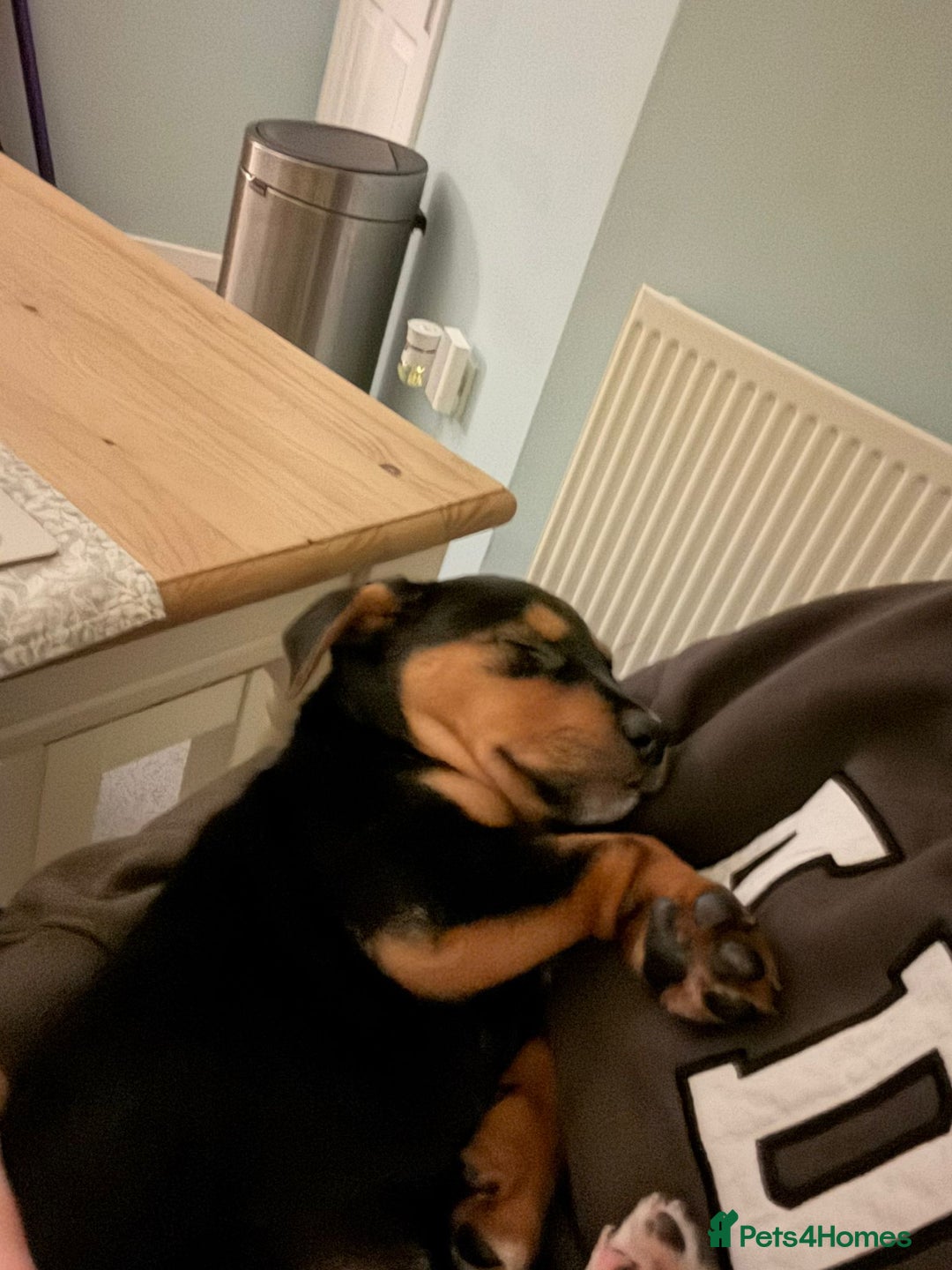 Mixed Breed dogs for sale: Saluki x Rottweiler puppy - Advert 6