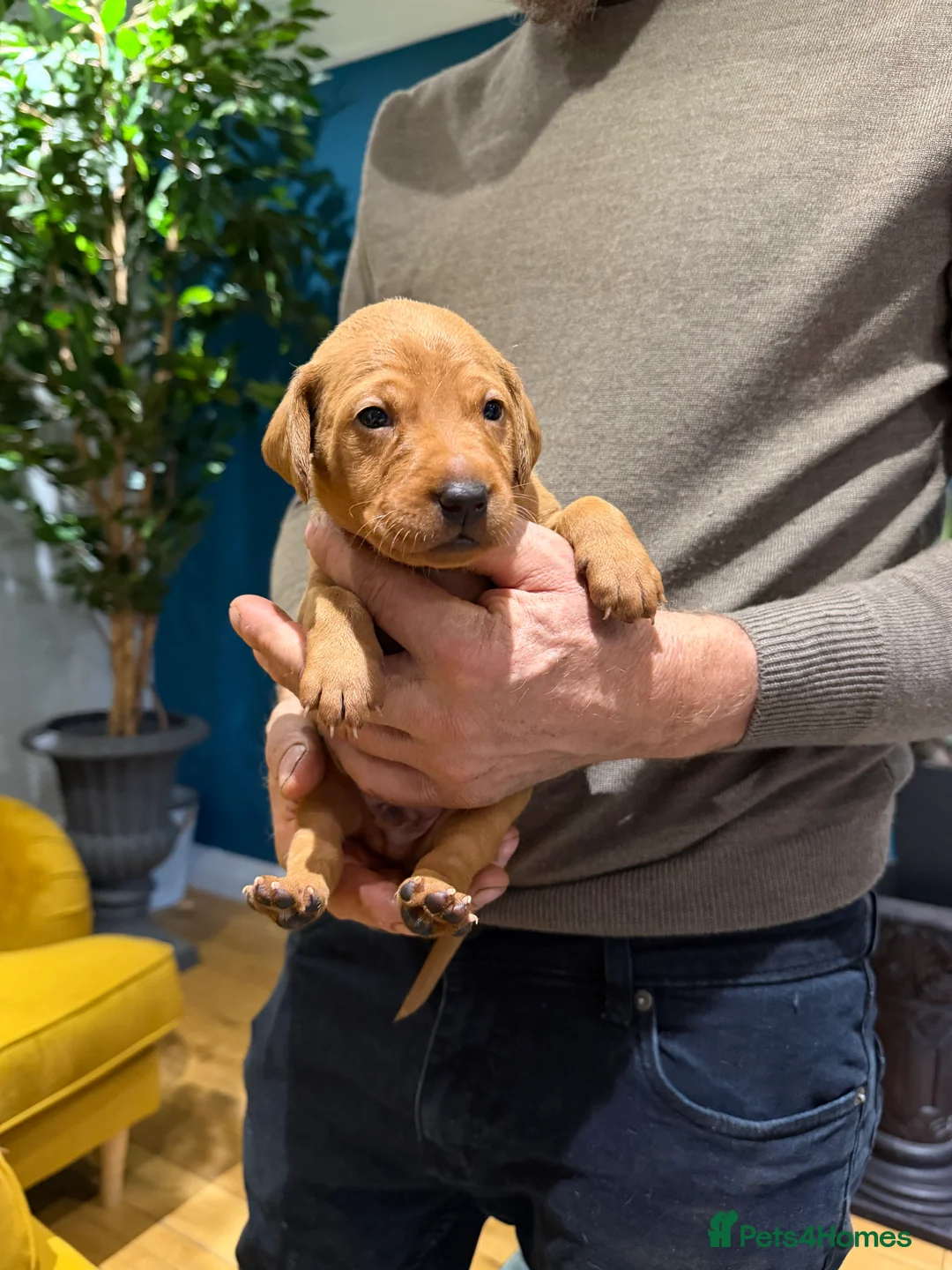 Mixed Breed dogs for sale: Vizslador Puppies (Hungarian Vizsla x Fox Red Lab) - Advert 12