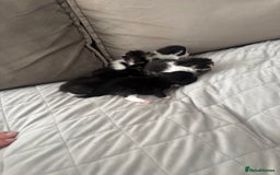 Mixed Breed cats for sale: Mixed breed kittens  - Image 6